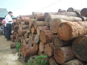 Lượng gỗ tịch thu tại Khu BTTN Ngọc Sơn- Ngổ Luông chủ yếu là gỗ nghiến.